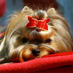 expression yorkshire terrier