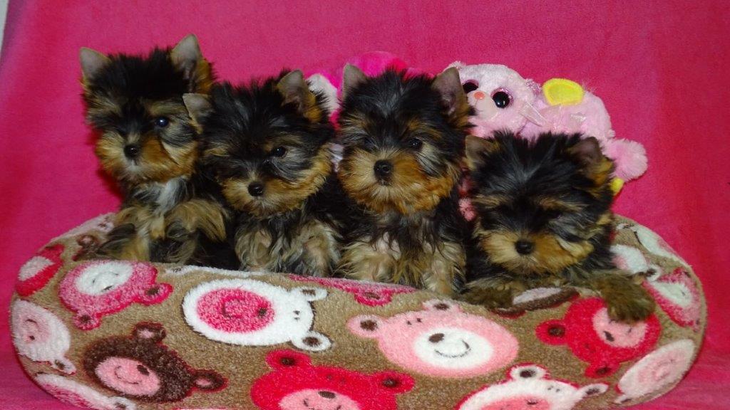 Chiots Yorkshire A Vendre Le Domaine De Monderlay
