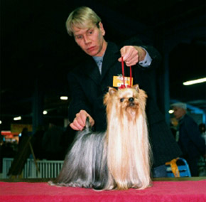 champion yorkshire terrier