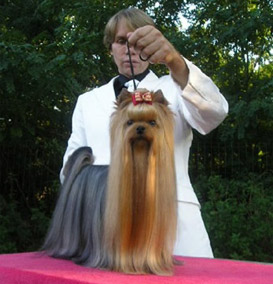 champion yorkshire terrier