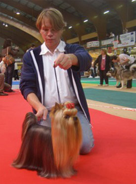 champion yorkshire terrier