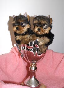 pedigree yorkshire terrier