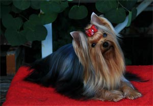 activites yorkshire terrier