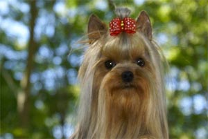 caractere yorkshire terrier