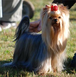 race yorkshire terrier